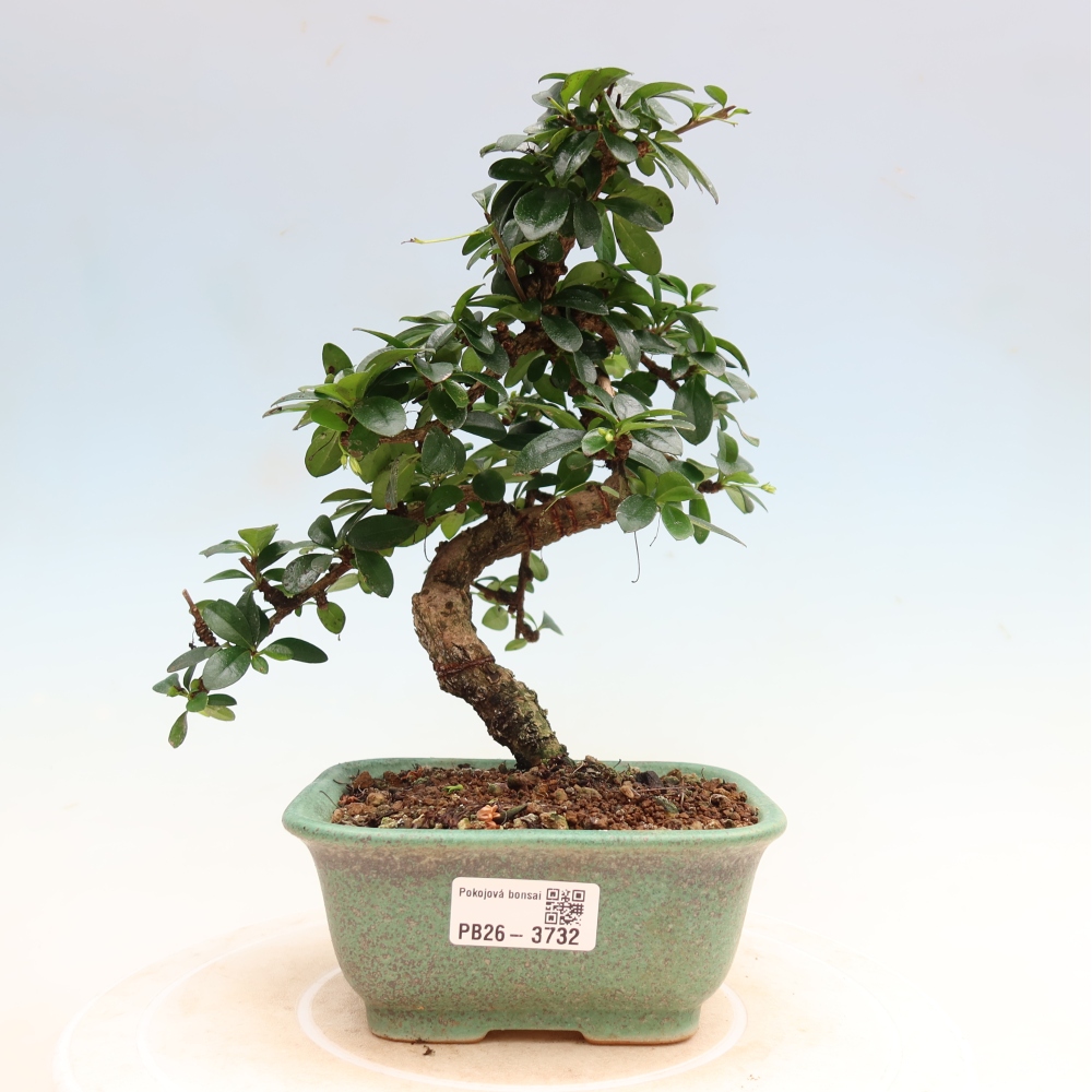 Bonsai pokojowe - Carmona macrophylla - Tea fuki