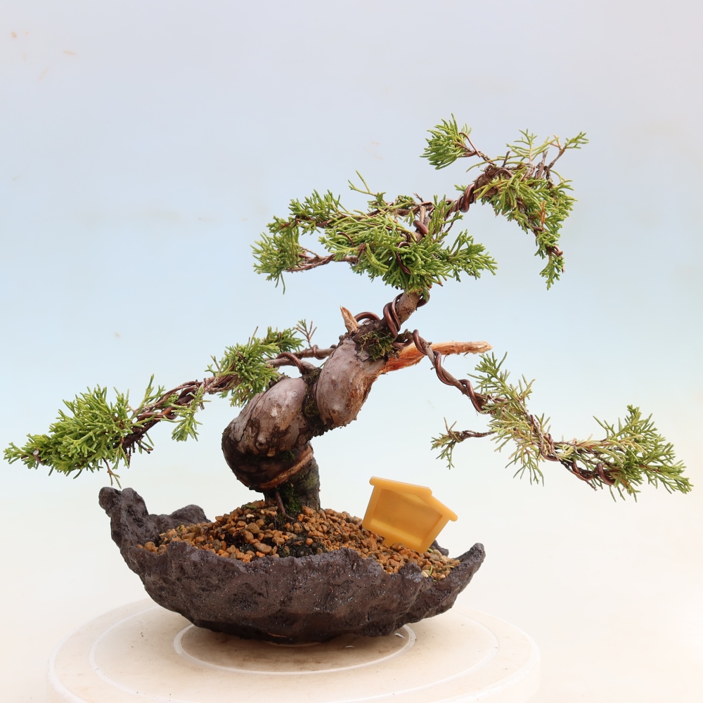 Bonsai ogrodowe – Juniperus chinensis Itoigawa – jałowiec chiński