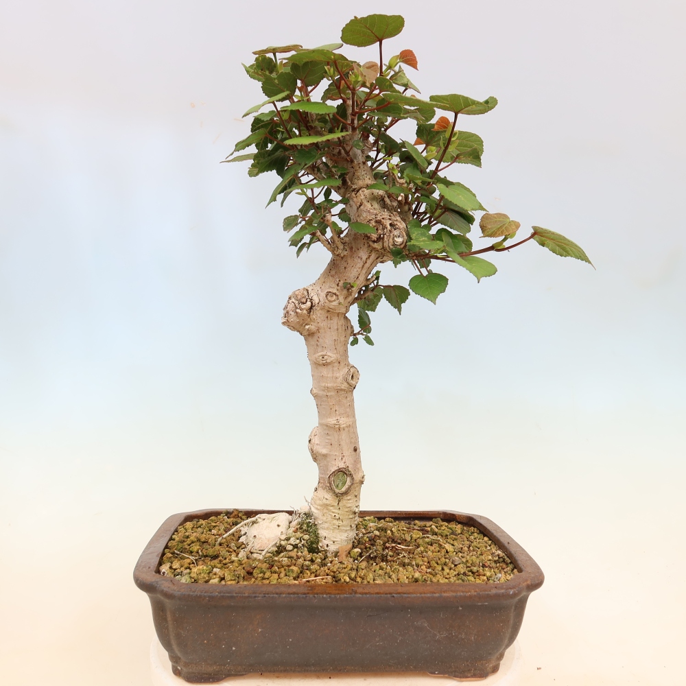 Bonsai domowe - Hibiscus tiliaceus - Hibiskus morski