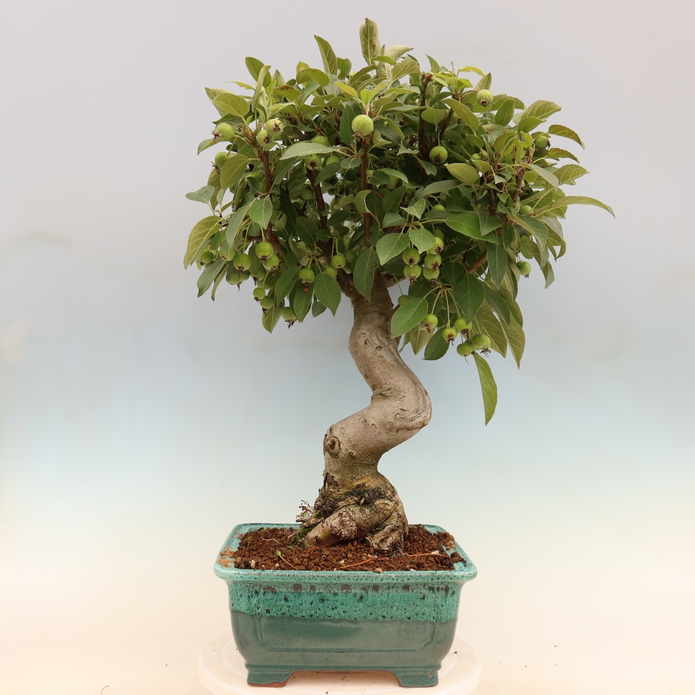 Outdoor bonsai - Malus halliana - Jabłoń drobnoowocowa