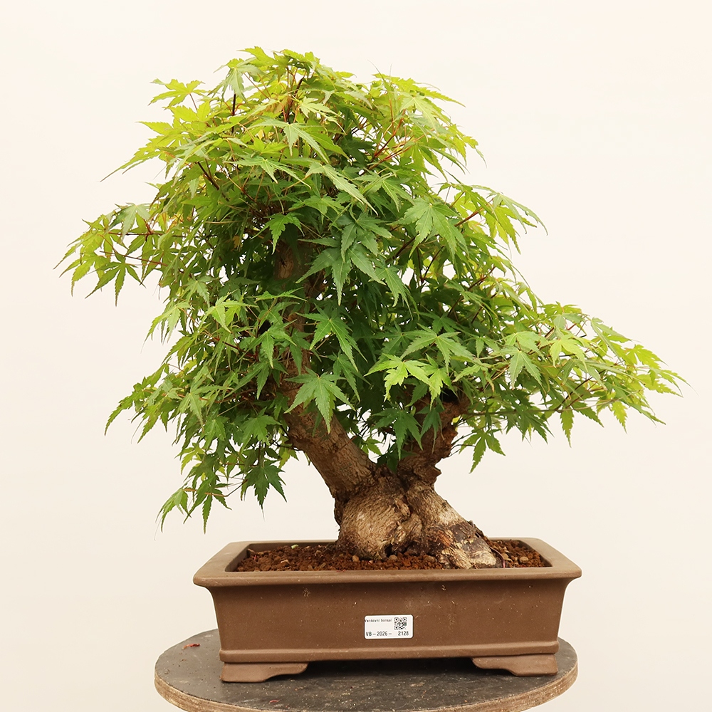 Outdoor bonsai - Klon palmowy - Palmy