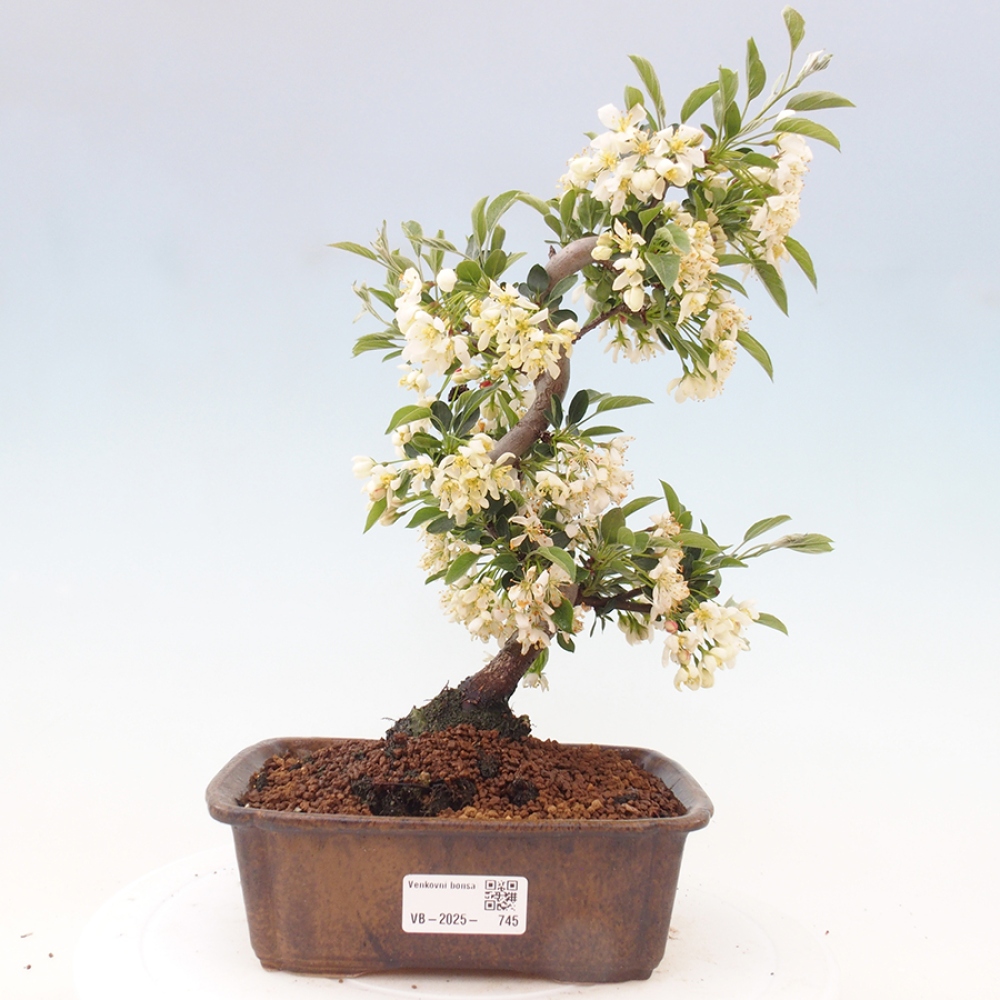 Outdoor bonsai - Malus sargentii - Drobnoowocowa jabłoń