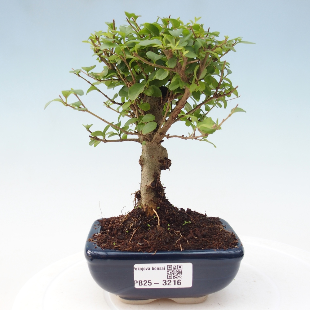 Pokój bonsai - Ligustrum chinensis - Dziób ptaka