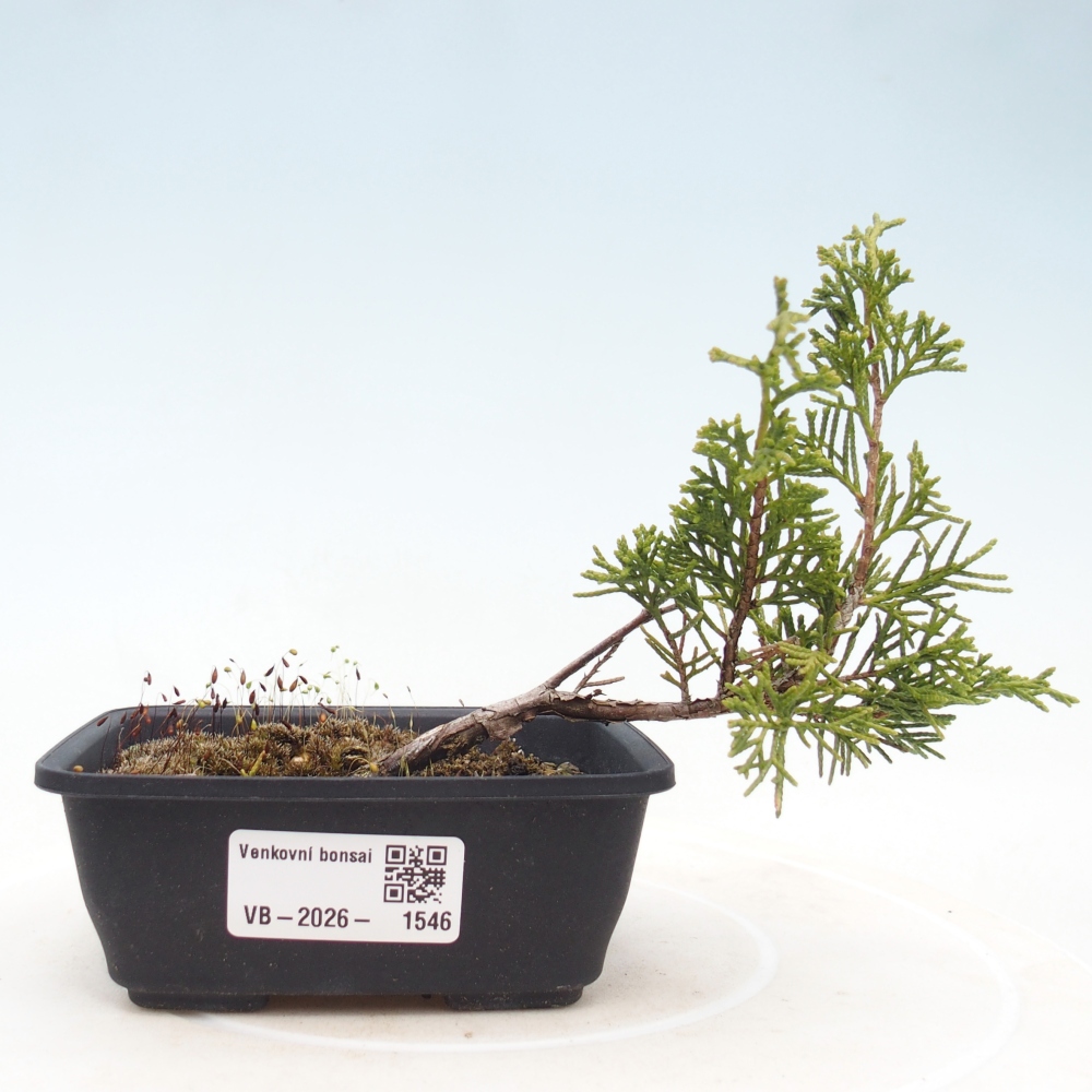 Outdoor bonsai - Juniperus chinensis Itoigawa