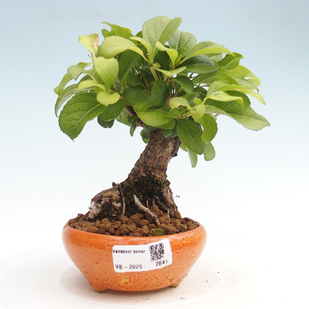 Bonsai na zewnątrz - Celastrus Jesenec
