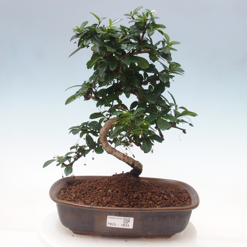 Pokój bonsai - Carmona macrophylla - Tea fuki