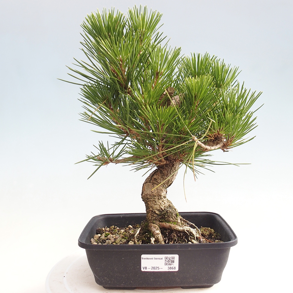 Outdoor bonsai - Pinus thunbergii - sosna Thunberga