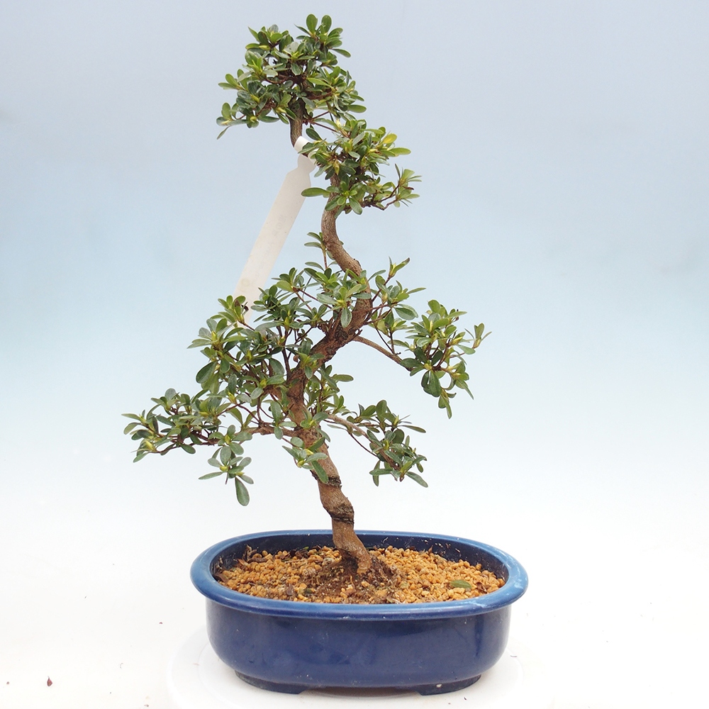 Bonsai zewnętrzne - Azalia japońska - Azalia Asahi-no-izumi