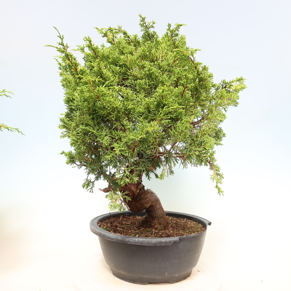 Bonsai ogrodowe – Juniperus chinensis Itoigawa – jałowiec chiński