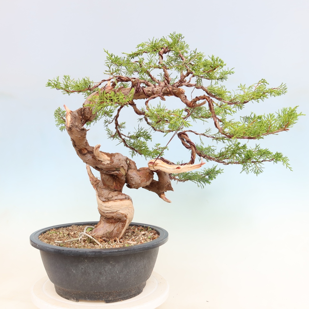 Bonsai ogrodowe – Juniperus chinensis Itoigawa – jałowiec chiński