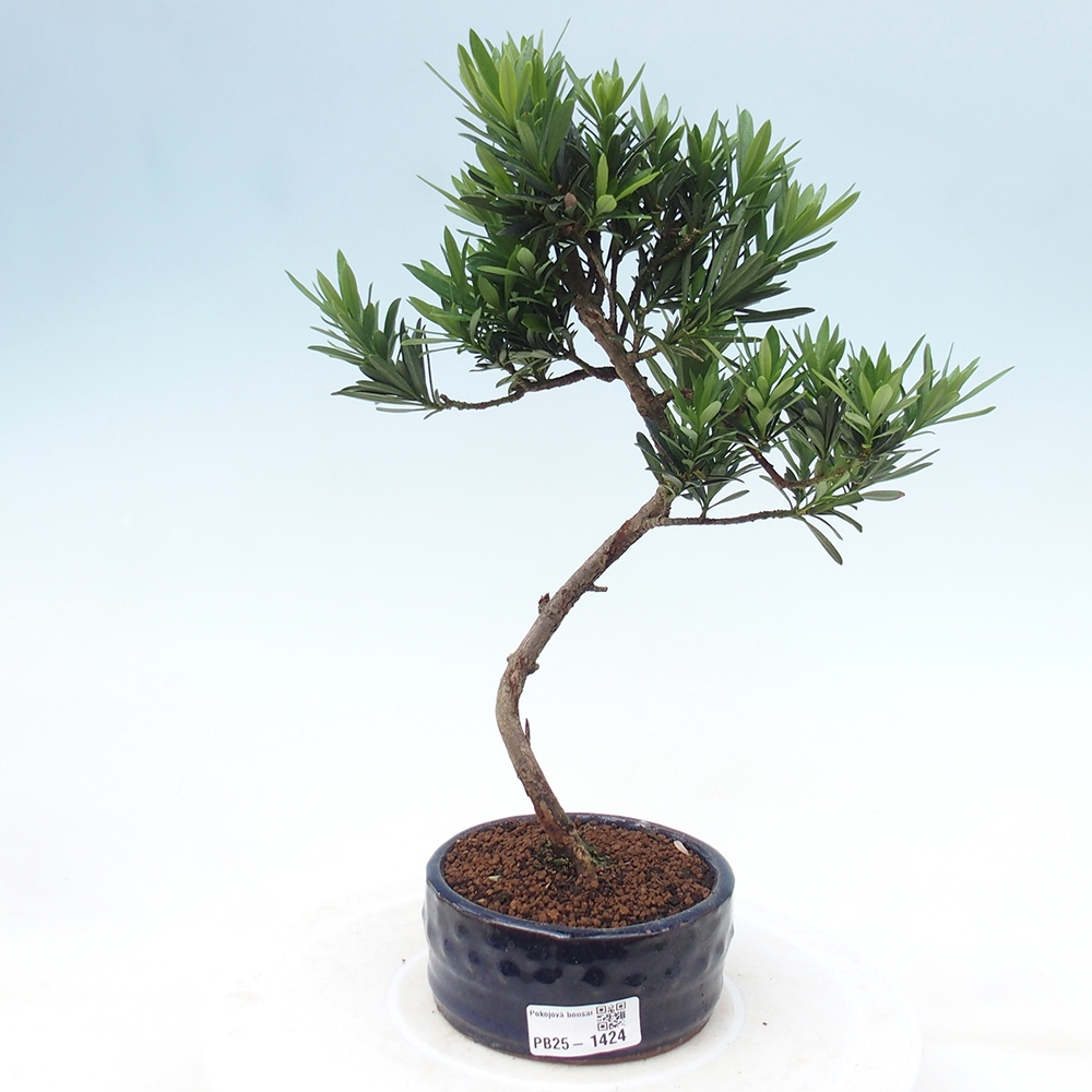 Kryty bonsai - Podocarpus - Kamień tys