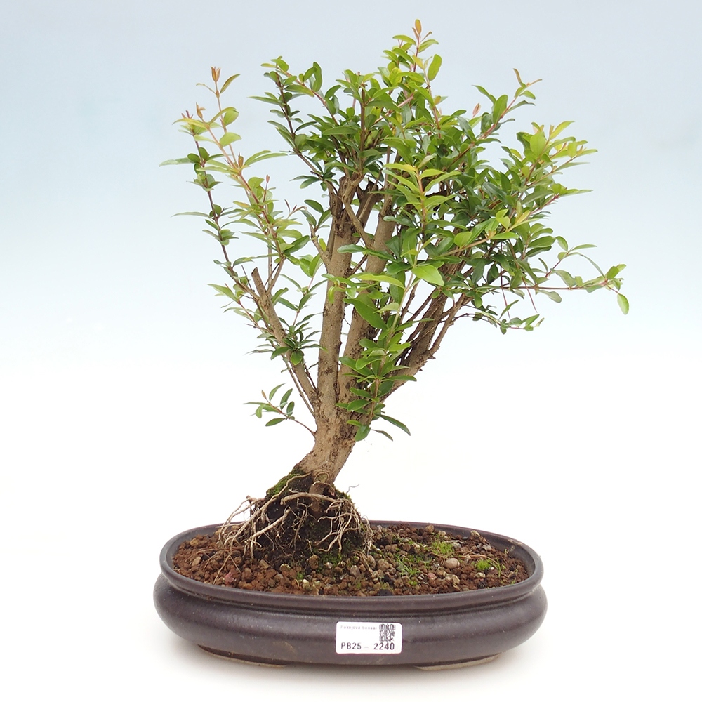 Pokój bonsai-Punica granatum nana-Granat