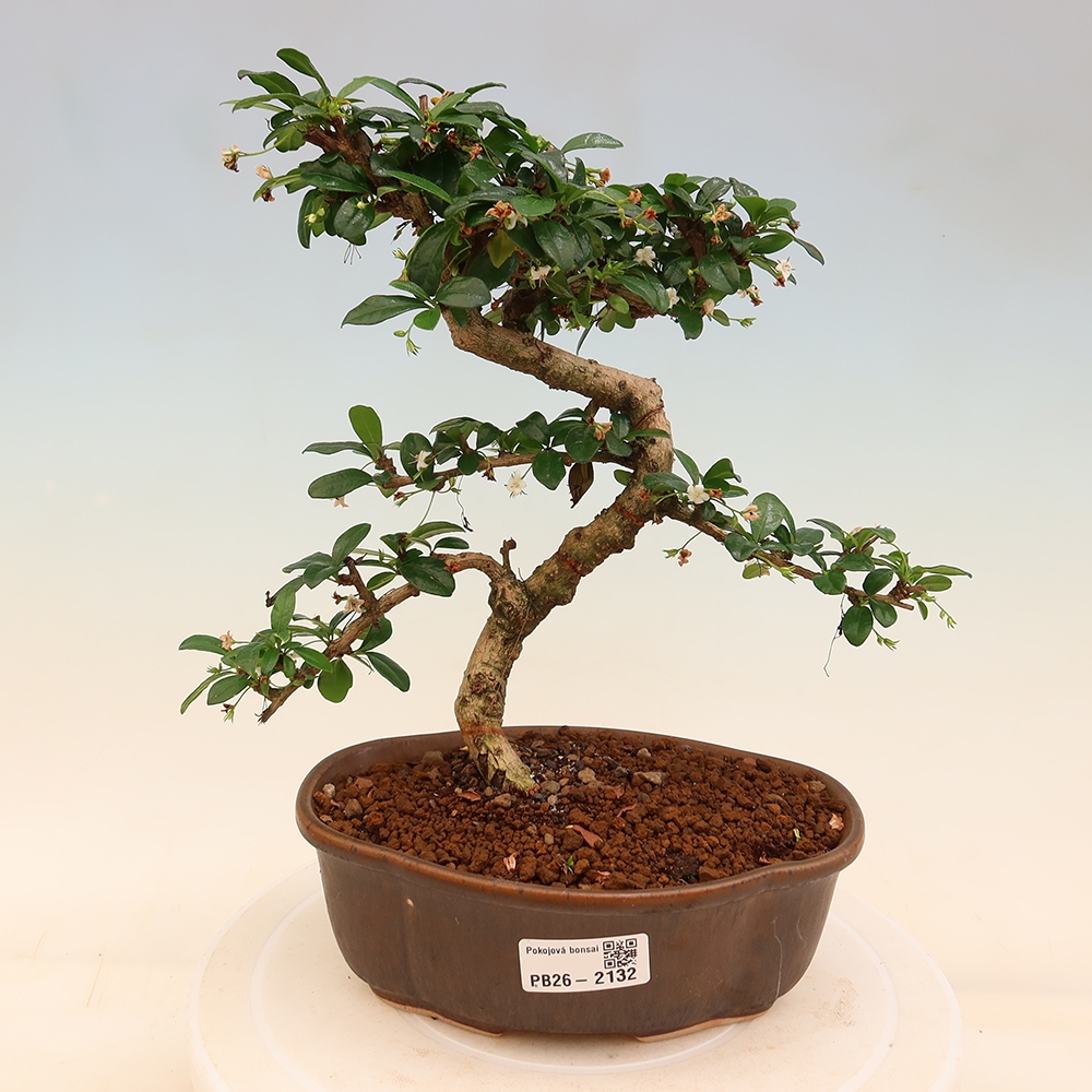 Bonsai pokojowe - Carmona macrophylla - Tea fuki