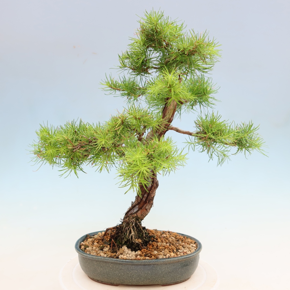 Bonsai zewnętrzne - Larix decidua - Modrzew