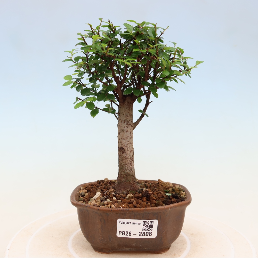 Pokój bonsai - Ulmus parvifolia - Wiąz drobnolistny