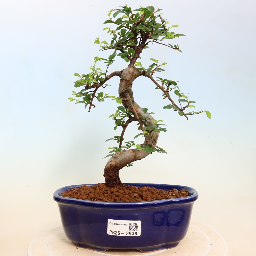 Pokój bonsai - Ulmus parvifolia - Wiąz drobnolistny