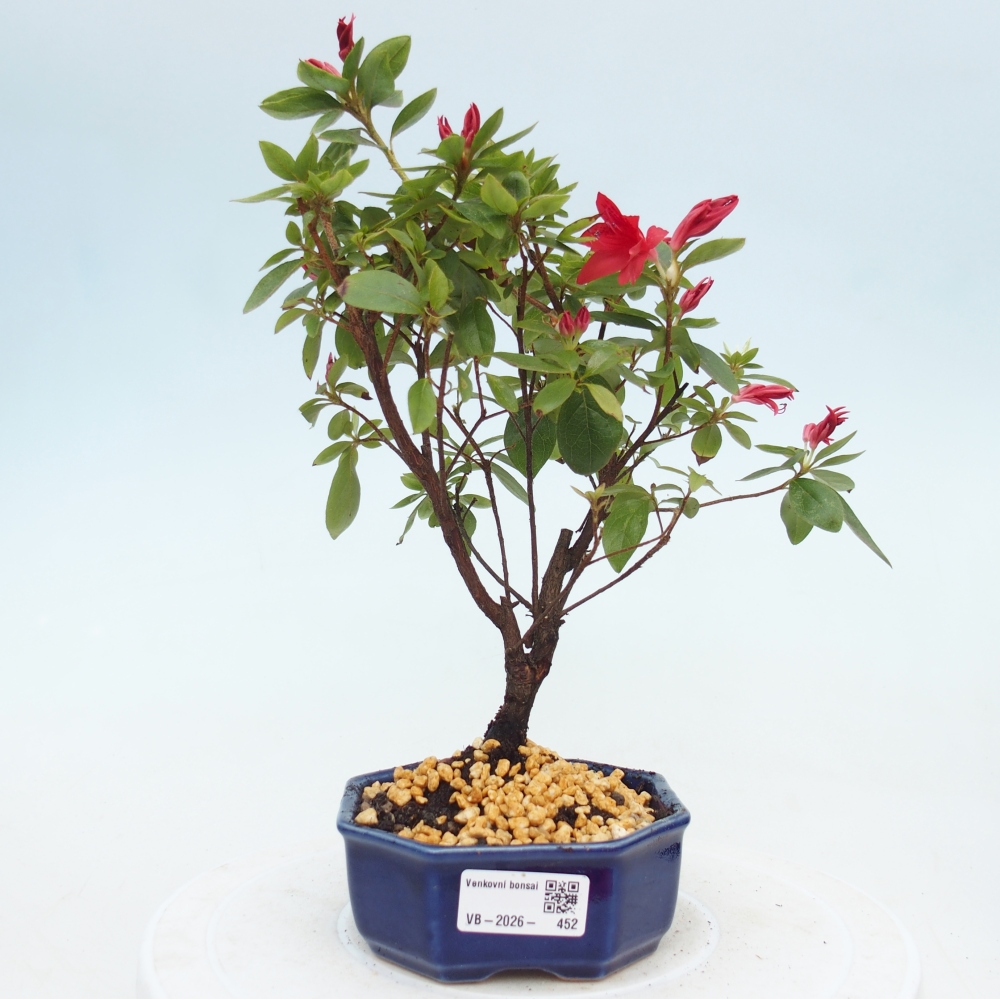 Outdoor bonsai - Azalia japońska - Azalea sp.