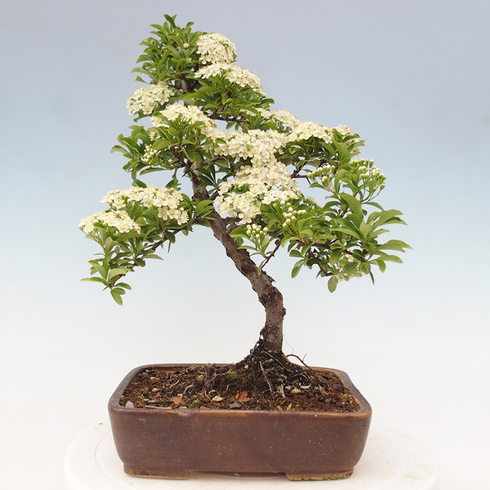 Outdoor Bonsai-Pyracanta Teton-Piekarnia