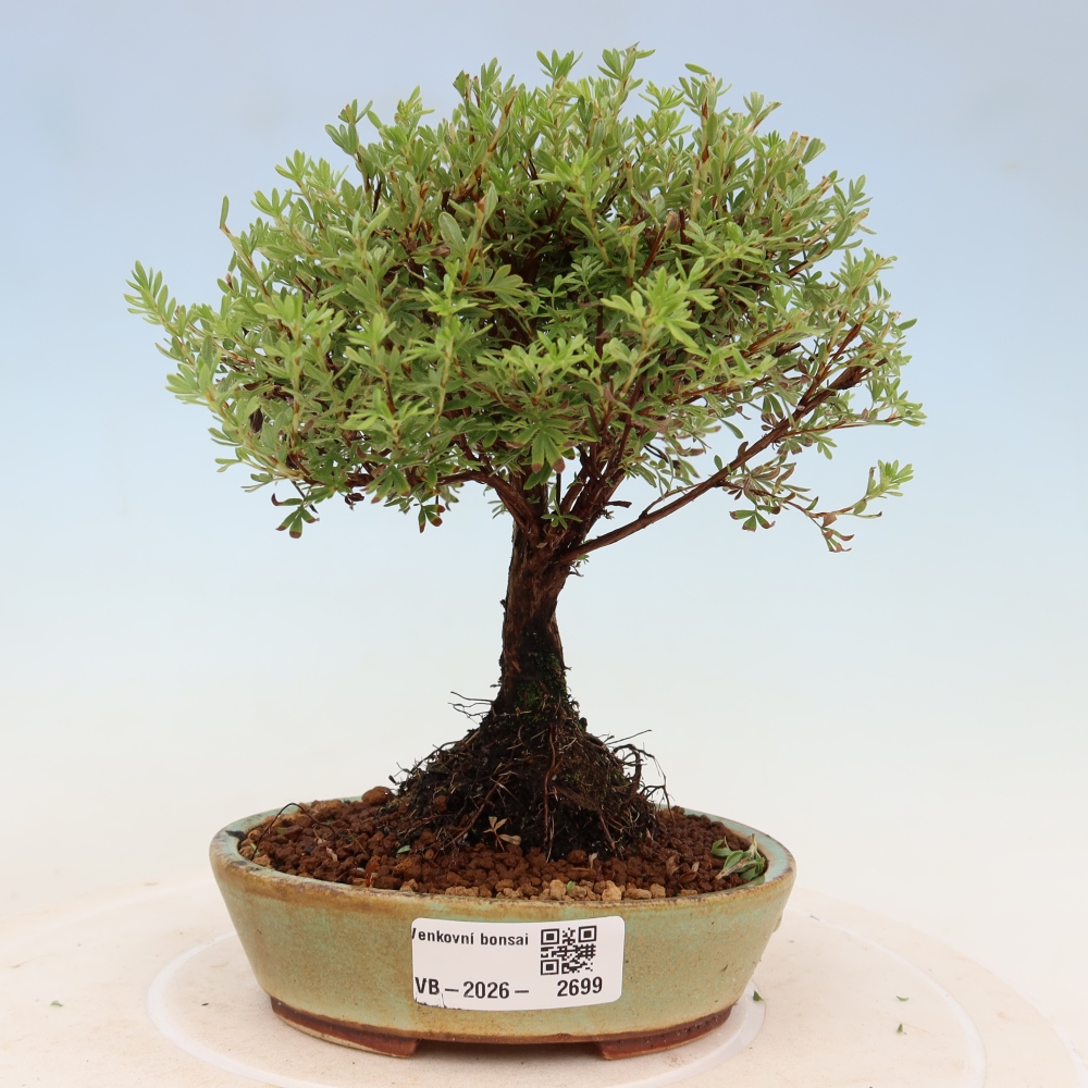 Bonsai ogrodowe – potentilla fruticosa – Goldkissen