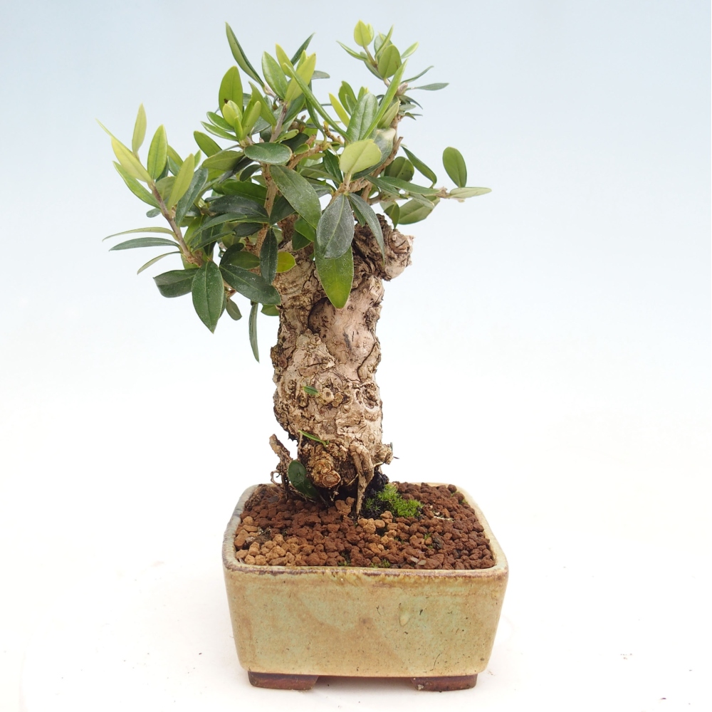 Kryte bonsai - Olea europaea sylvestris - Europejska oliwa z małych liści
