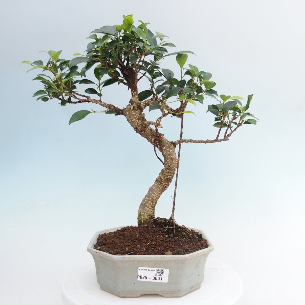 Kryty bonsai - Ficus retusa - figowiec drobnolistny