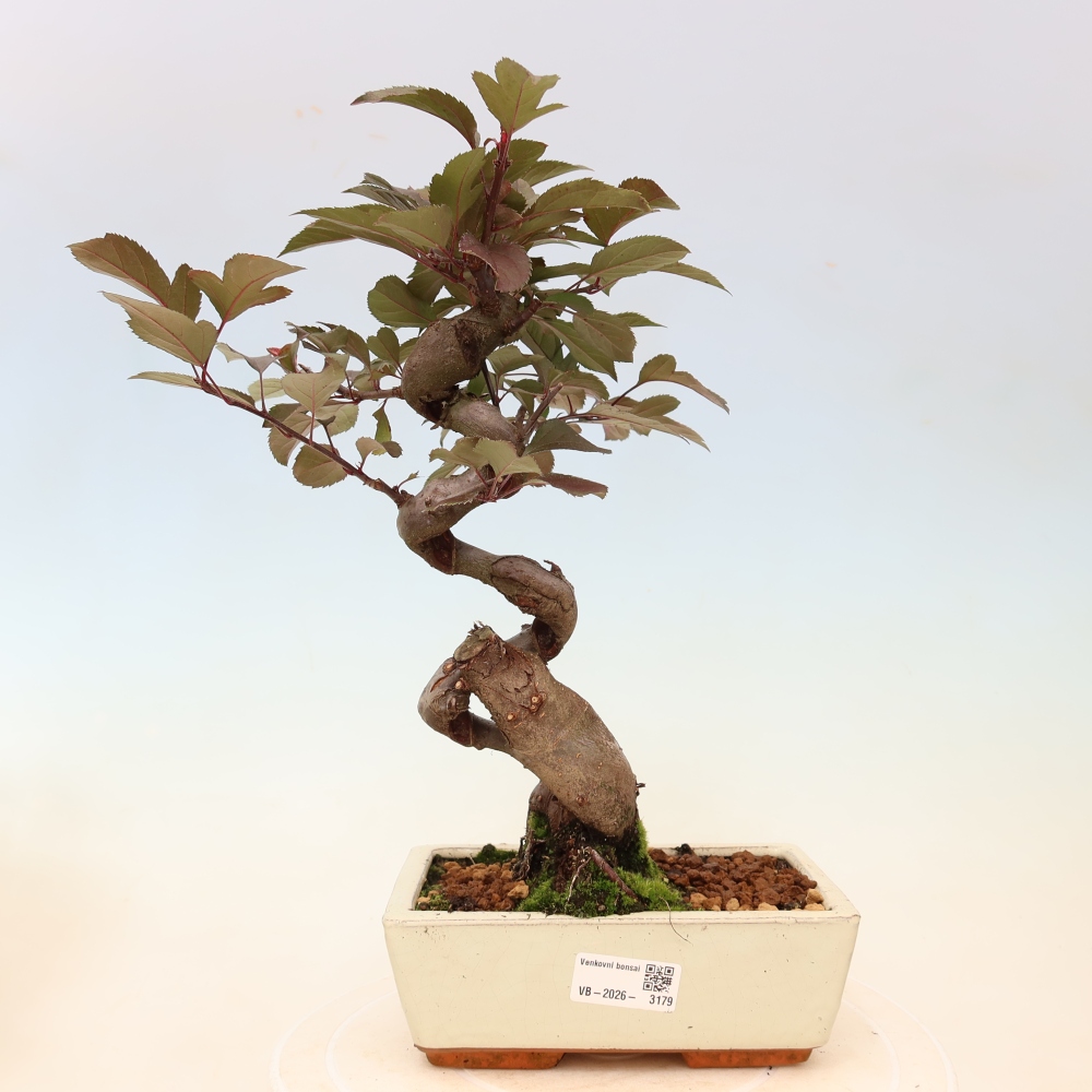 Outdoor bonsai - Malus domestica - Jabłoń czerwonolistna o małych owocach