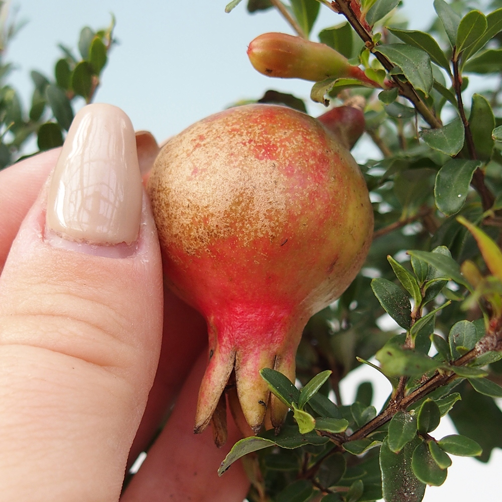 Pokój bonsai - PUNICA granatum nana - jabłko granatu