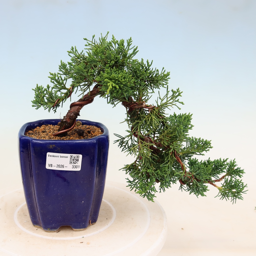 Outdoor bonsai - Juniperus chinensis Kishu