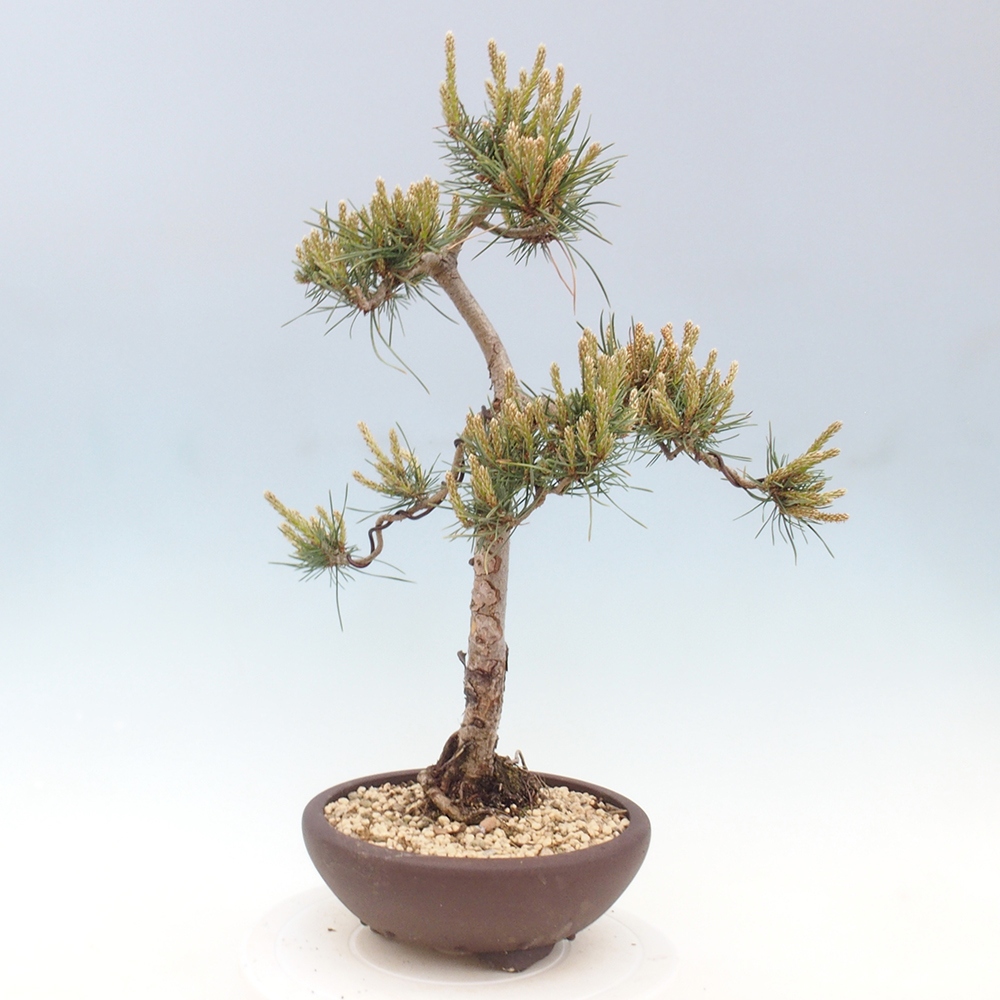 Outdoor bonsai - Pinus Sylvestris - sosna zwyczajna
