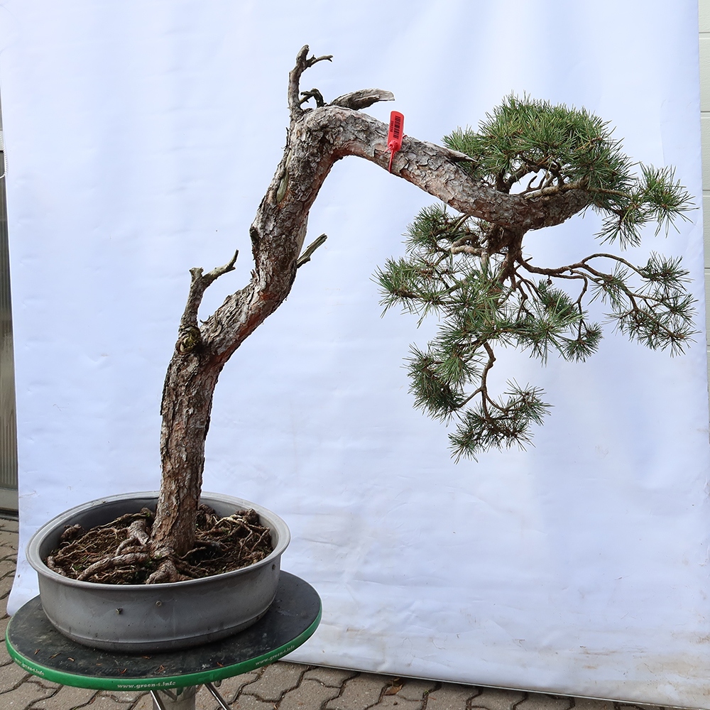 Pinus sylvestris Hiszpania – sosna zwyczajna