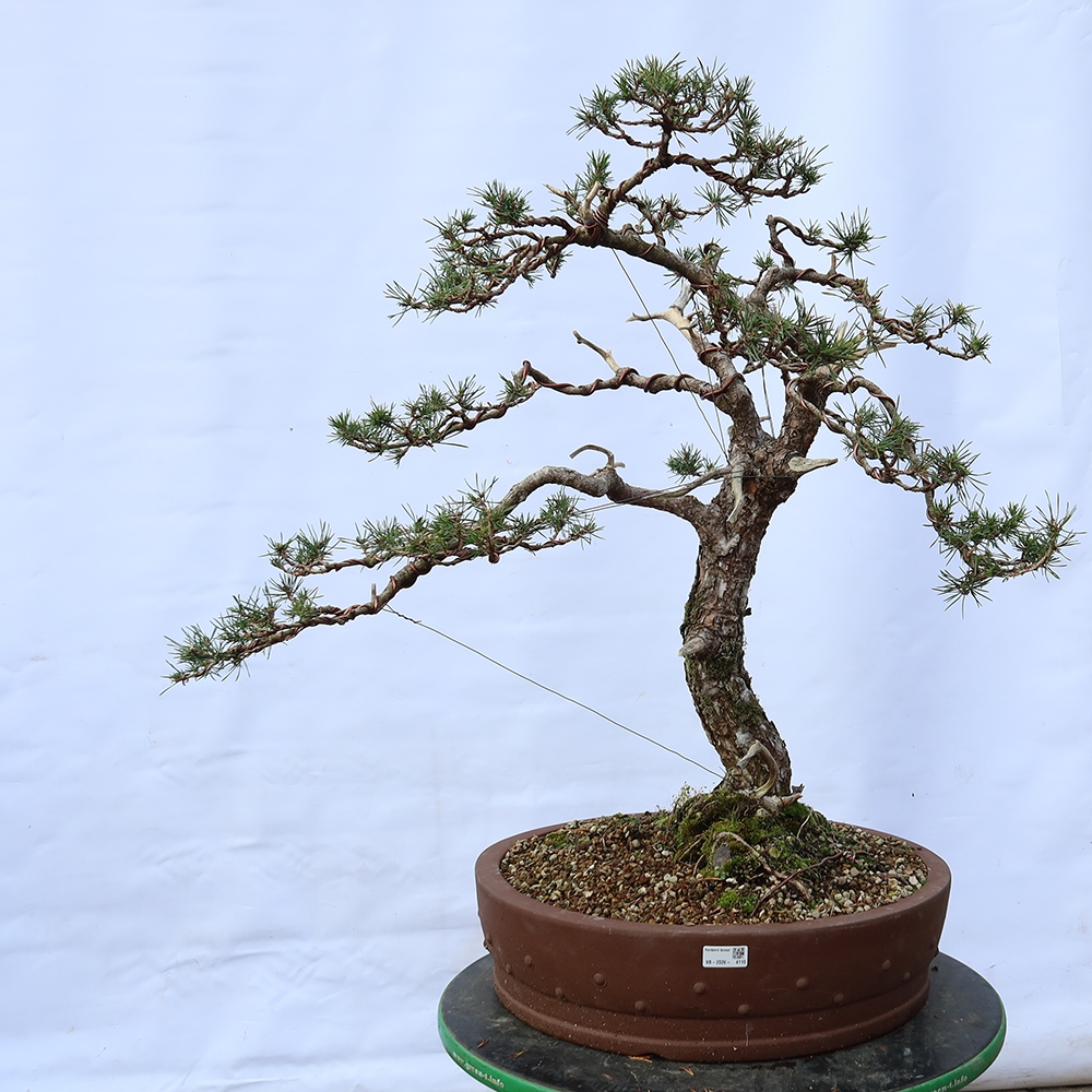 Pinus sylvestris Hiszpania – sosna zwyczajna