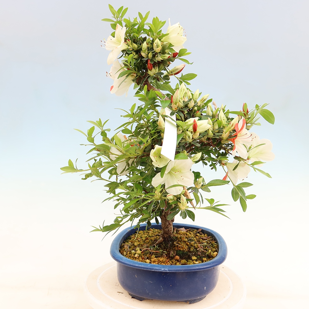 Bonsai zewnętrzne - Azalia japońska - Azalia Asahi-no-izumi
