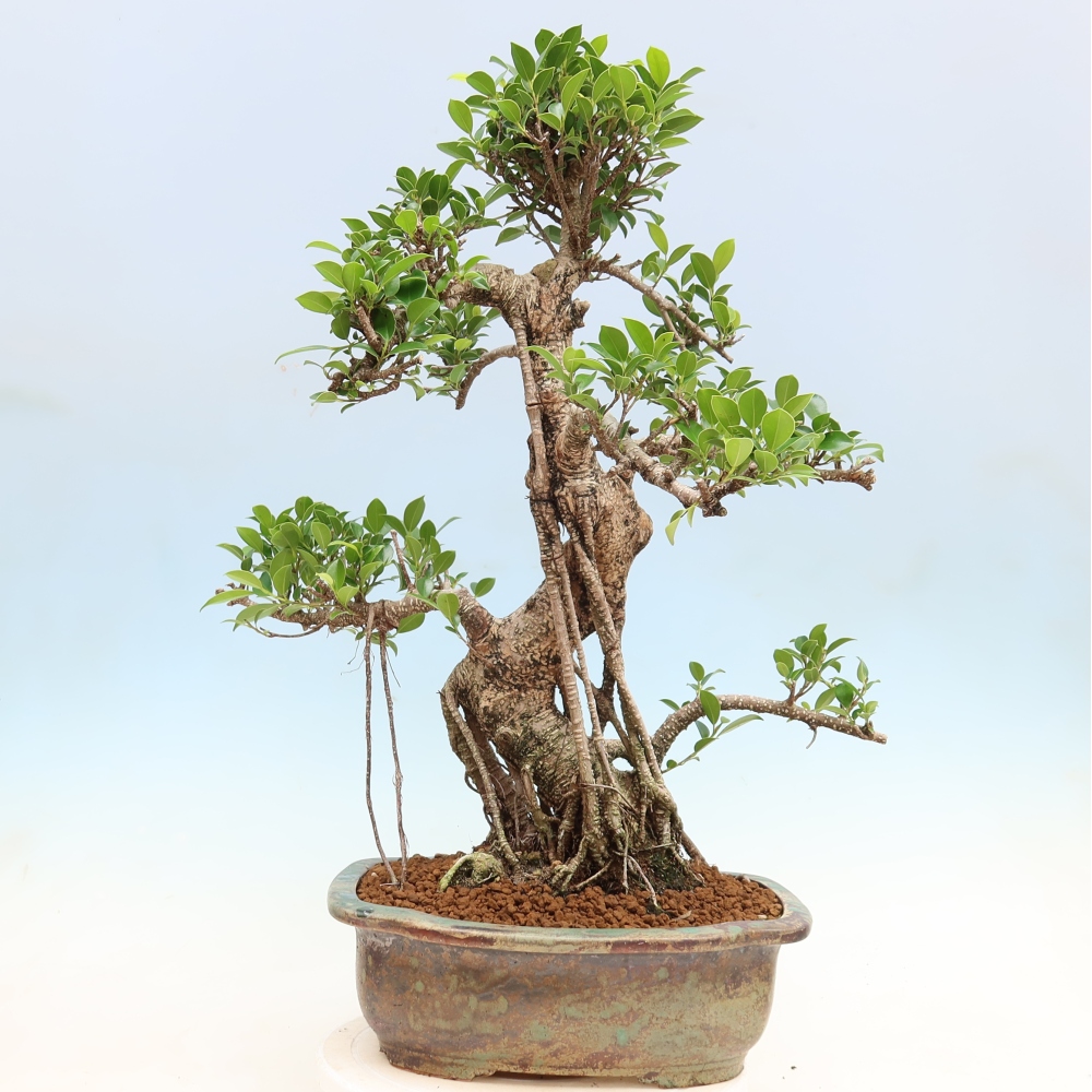 Pokój bonsai - Ficus kimmen - figowiec drobnolistny