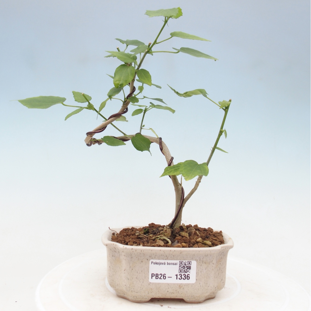 Bonsai domowe - Malvaviscus arboreus