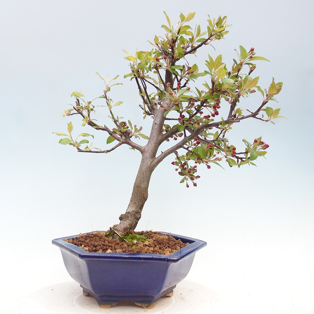 Outdoor bonsai - Malus domestica - Jabłoń czerwonolistna o małych owocach