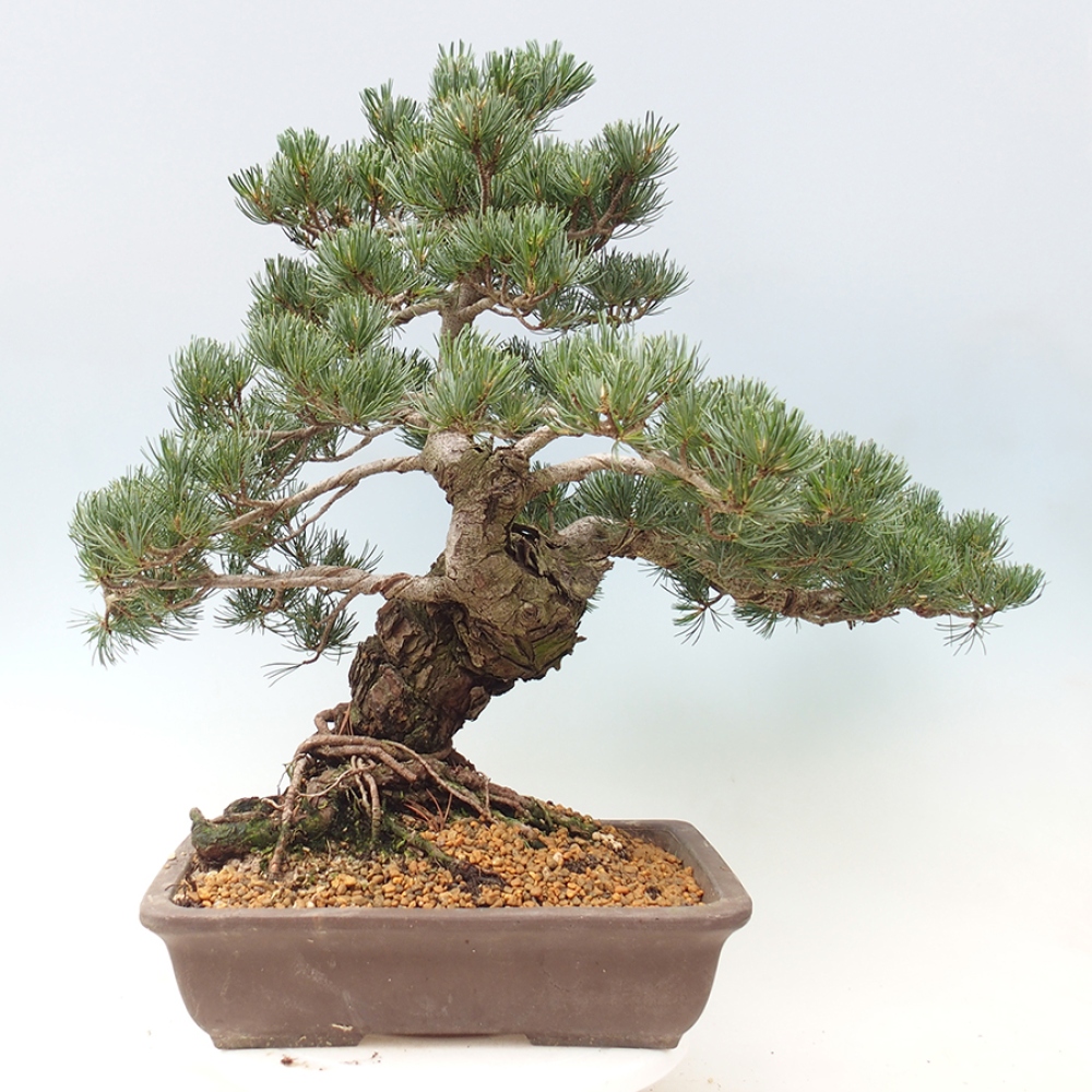 Outdoor bonsai - Pinus parviflora - Pinus parviflora
