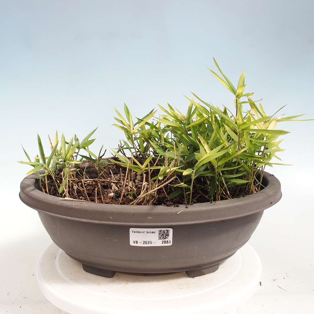 Bonsai zewnętrzne - Pleioblastus argenteostriatus f.pumilus - Bambus karłowaty