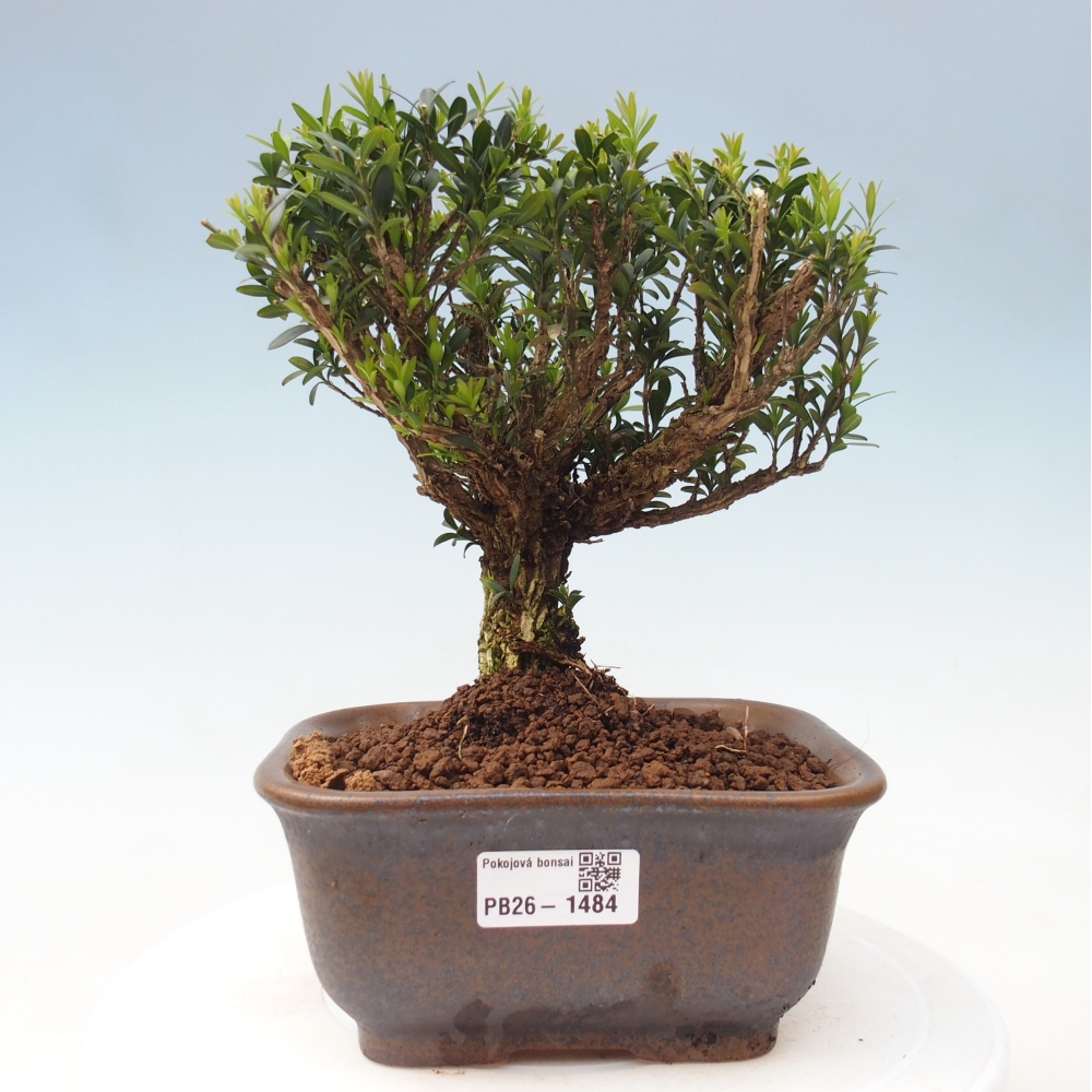 Pokój bonsai - Buxus harlandii - buxus korkowy