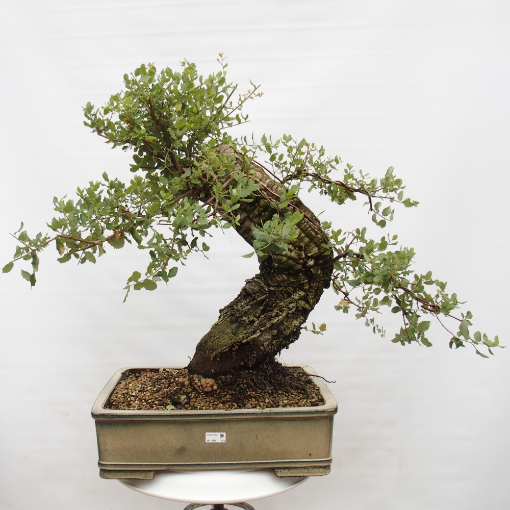 Bonsai zewnętrzne Quercus suber