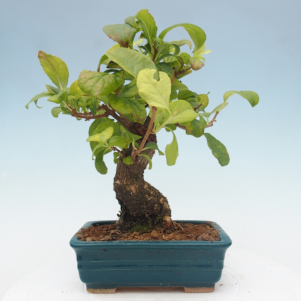 Bonsai na zewnątrz - Celastrus Jesenec