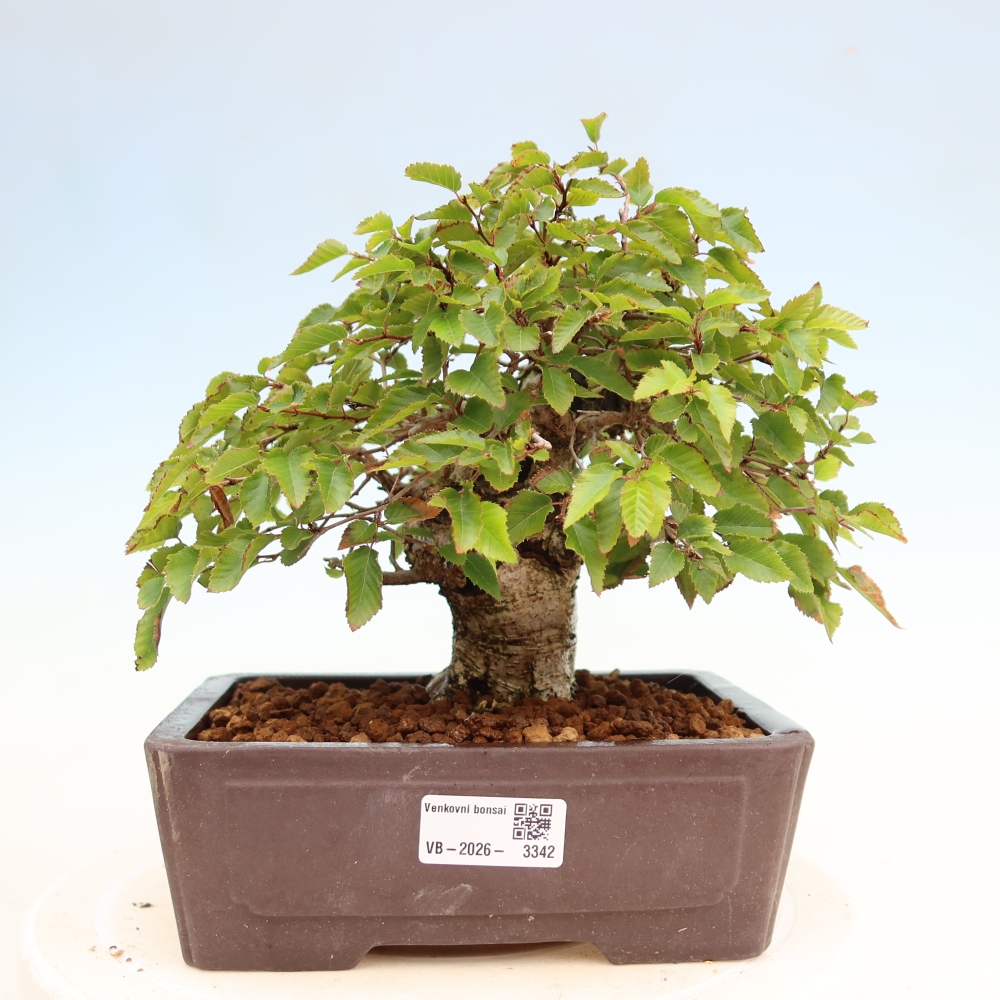 Outdoor bonsai - Carpinus coreana - grab koreański