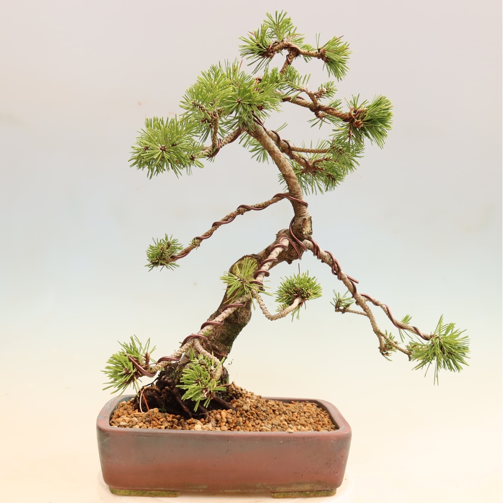 Bonsai ogrodowe – Pinus mugo Humpy – sosna karłowata