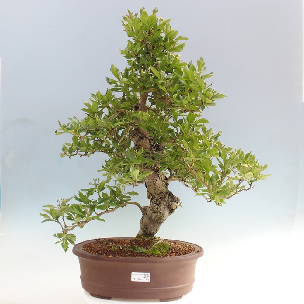Outdoor bonsai - głóg - Crataegus cuneata