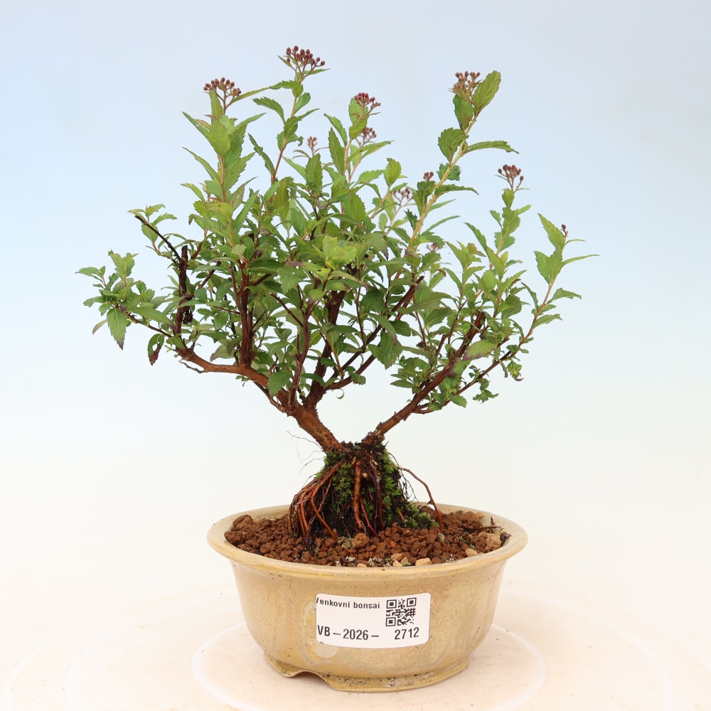 Bonsai ogrodowe – spirea japońska – Spirea japonica Anthony Waterer