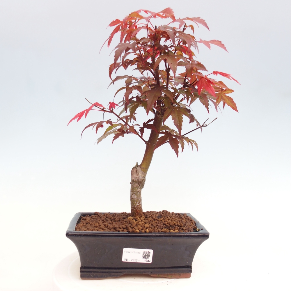 Bonsai zewnętrzne - palma Acer. Klon Atropurpureum-Palmleaf