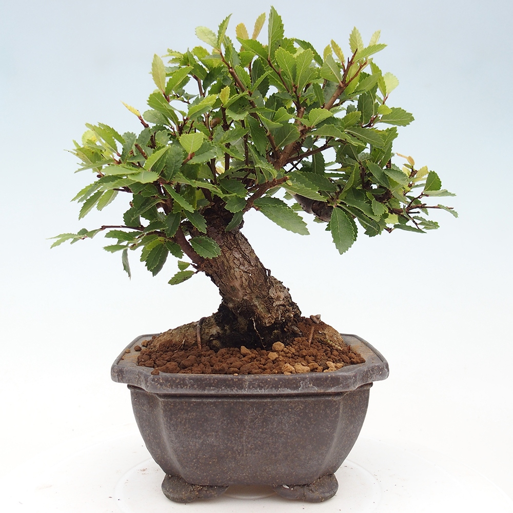 Bonsai zewnętrzne - Zelkova - Zelkova NIRE