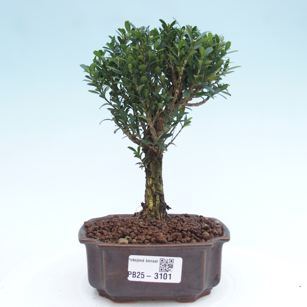 Pokój Bonsai - Buxus harlandii - Bukszpan korkowy