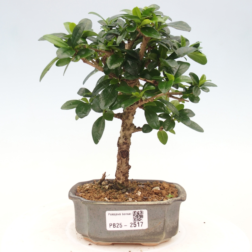 Bonsai wewnętrzne - Carmona makrophylla - Herbata Fuki