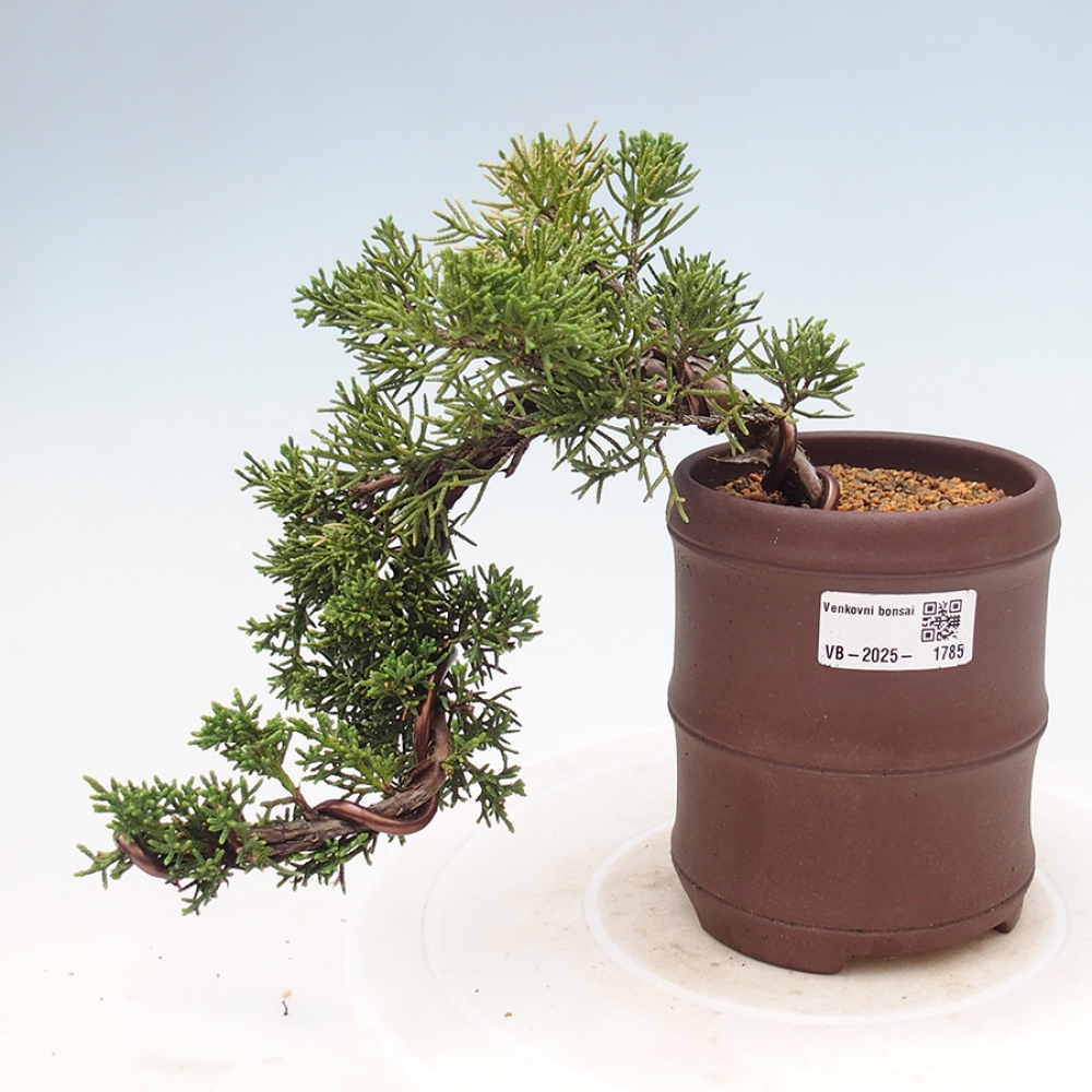 Bonsai zewnętrzne - Juniperus chinensis Kishu - Jałowiec chiński