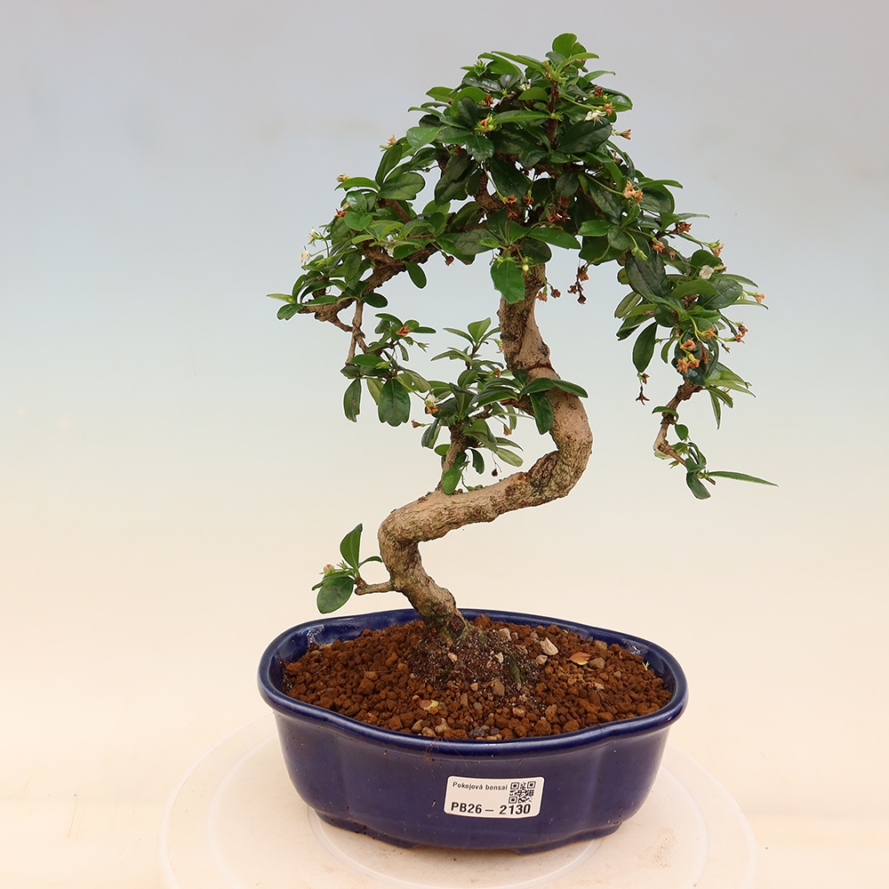 Bonsai pokojowe - Carmona macrophylla - Tea fuki
